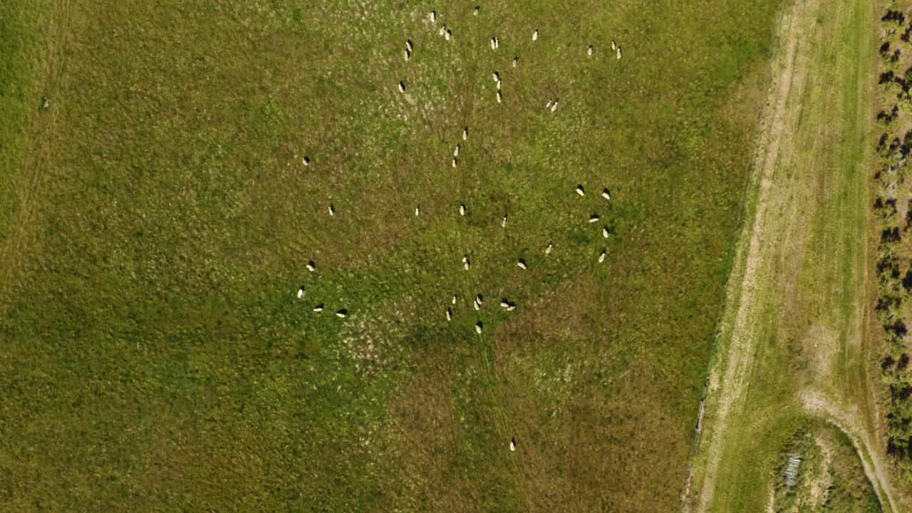 양과 올리브 과수원이 있는 바람에 날리는 풀