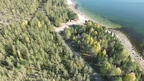 dense fir autumn trees at the lakeshore forest in the swedish coastline