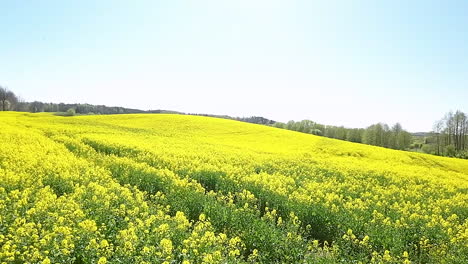 Goldene-Wellen:-Ein-Lebendiges-Rapsfeld-In-Voller-Blüte