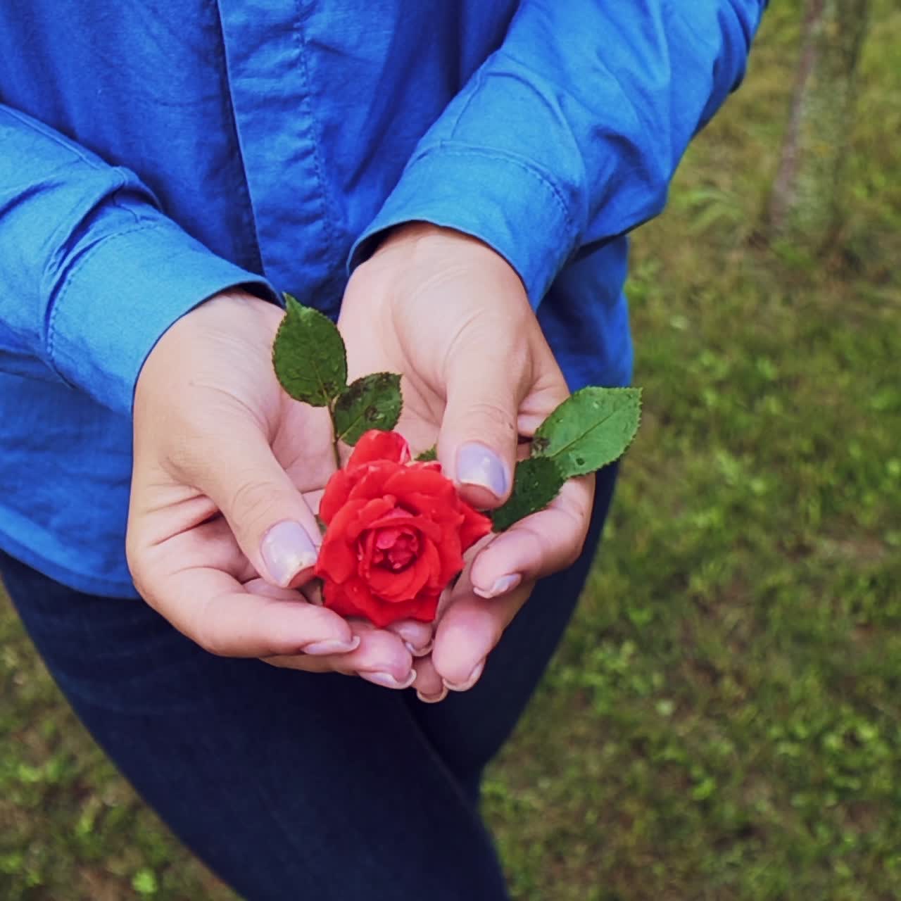 Hands of a woman with red rose
