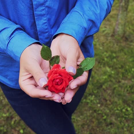 hands of a woman with red rose