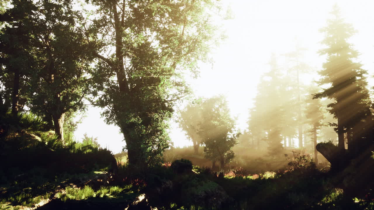 따뜻한 빛의 광선과 함께 마법의 어두운 가을 숲 풍경