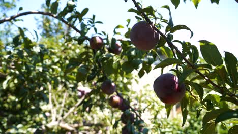 ripening plum fruits on a tree branch on a warm, sunny day