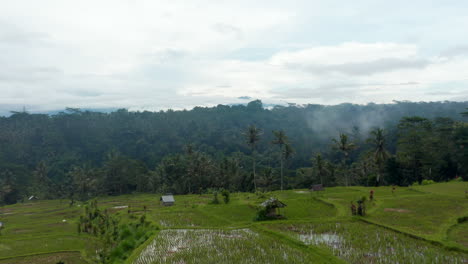 Dolly-Aéreo-De-Bajo-Vuelo-Disparó-Sobre-Los-Campos-De-Arroz-Irrigados-Con-Casas-Pequeñas-Y-Una-Espesa-Selva-Tropical-En-El-Fondo