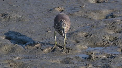 One-of-the-Pond-Herons-found-in-Thailand-which-display-different-plumages-according-to-season