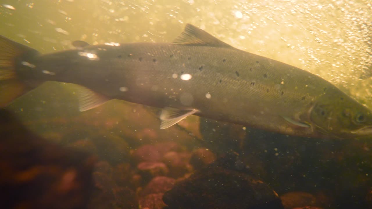 A salmon glides through a river, illuminated by soft golden light. Bubbles rise around it, and rocky formations create a serene aquatic environment