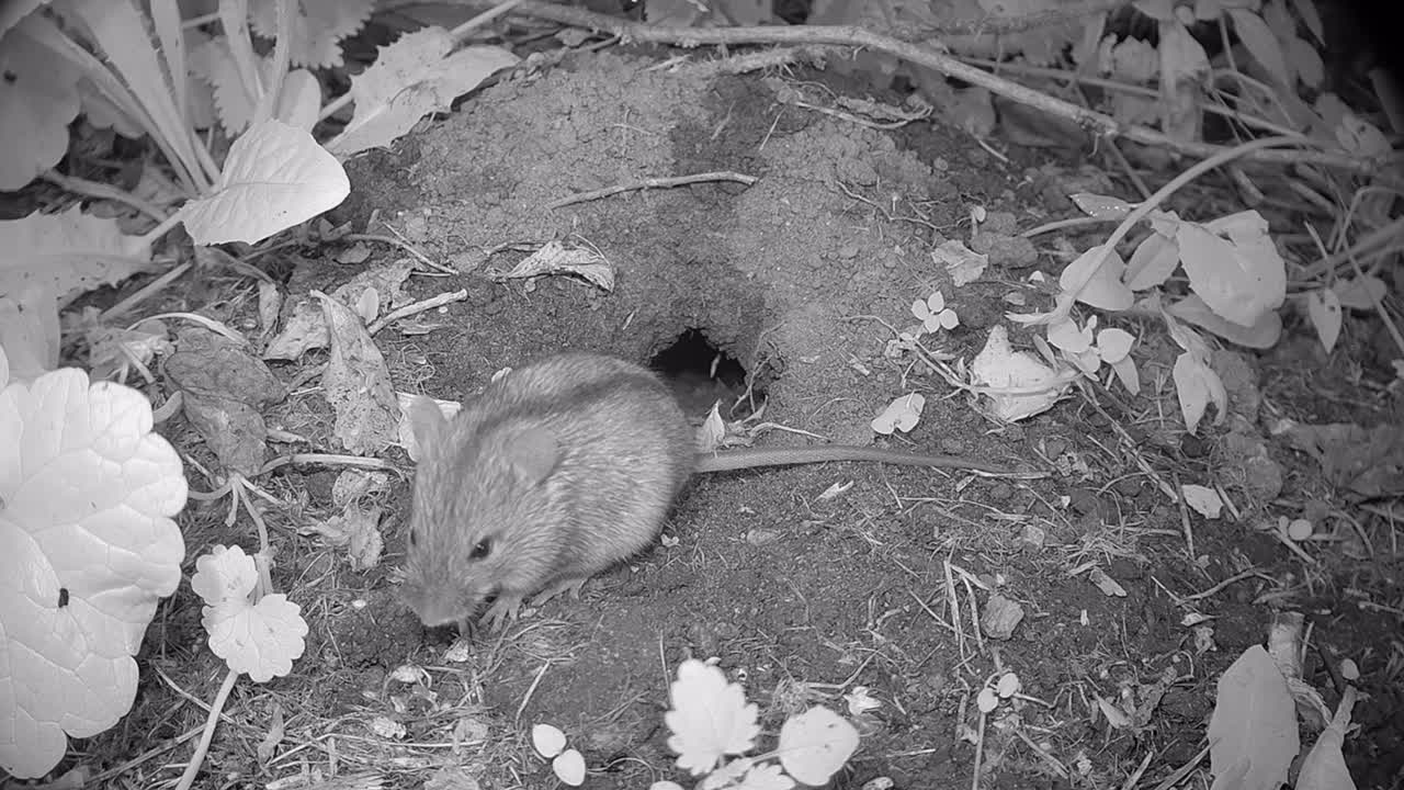Topolino striato (Apodemus agrarius) seduto davanti alla sua tana di notte. Estonia