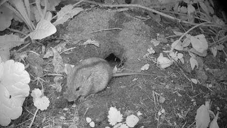 striped field mouse (apodemus agrarius) sitting in front of its burrow at night. estonia