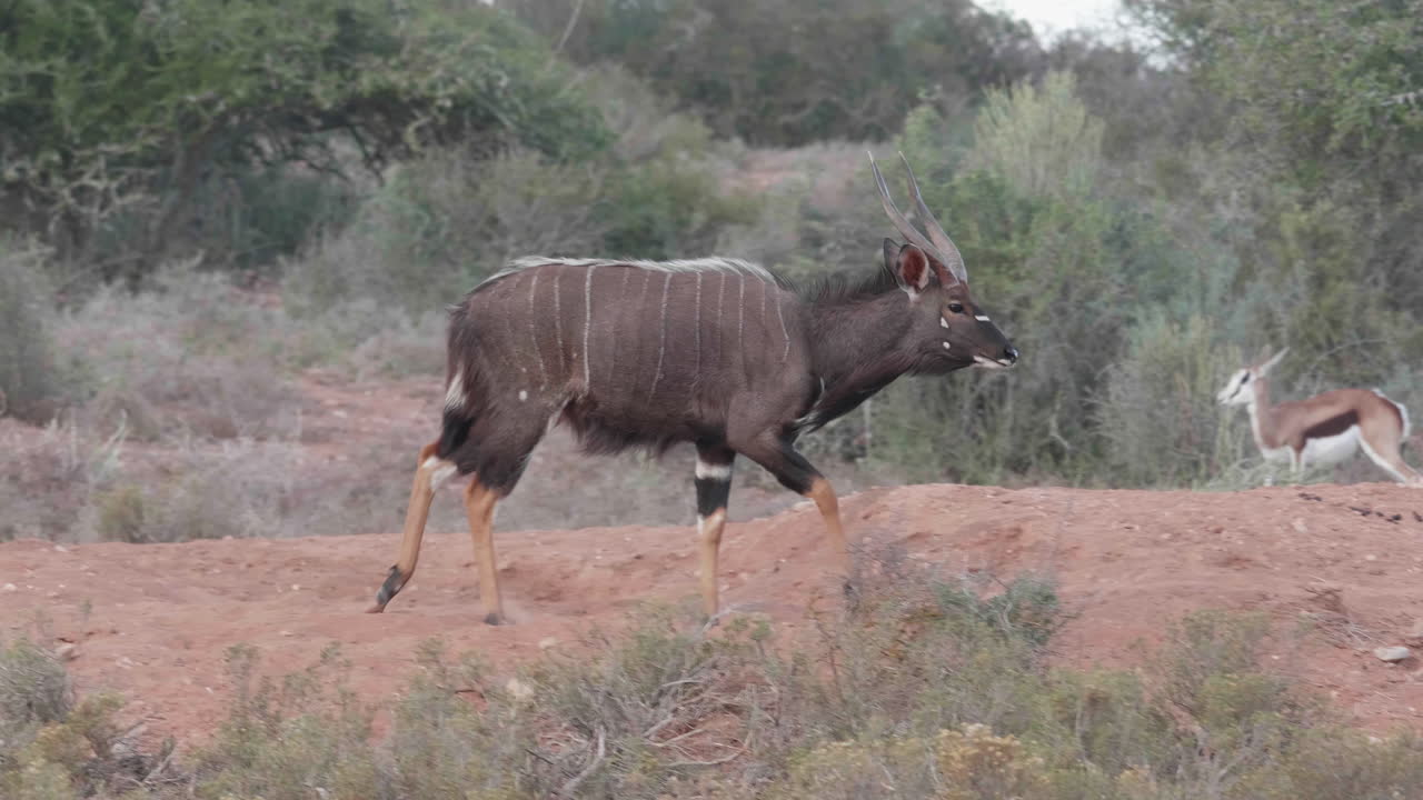 라 (nyala) 는 남아프리카 공화국의 덤불에서 산책하는 트라게라푸스 앙가시 (tragelaphus angasi) 이다.