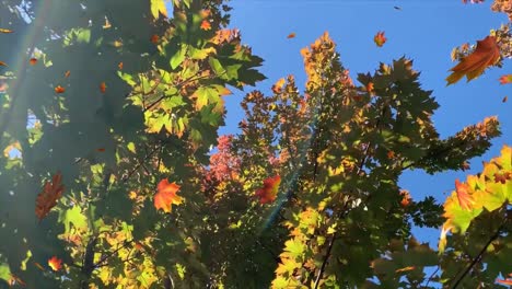 fondo animado fall_autumn_3d en un fondo real de imágenes de otoño