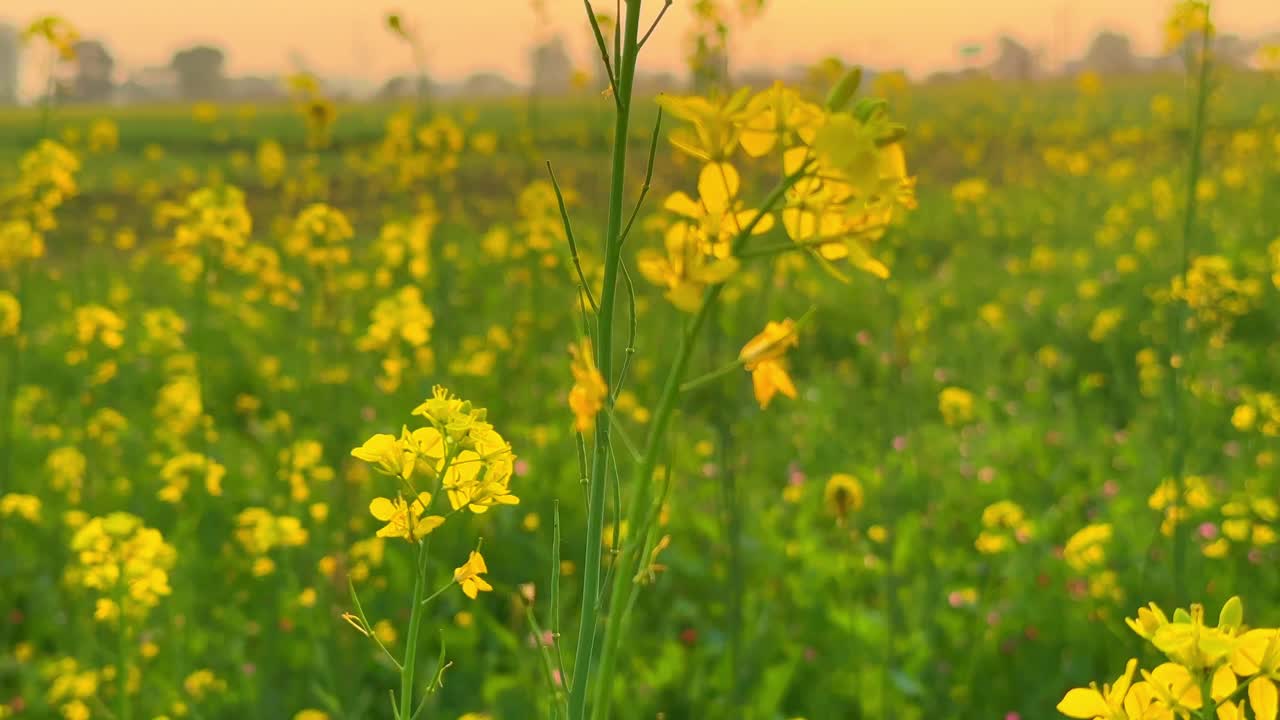 Mustard Flower | Mustard flowers are blooming in the vast farm