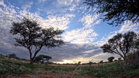 a brief time-lapse captures the dynamic evolution and graceful dance of clouds across the stunning african landscape of the southern kalahari with acacia trees in the frame