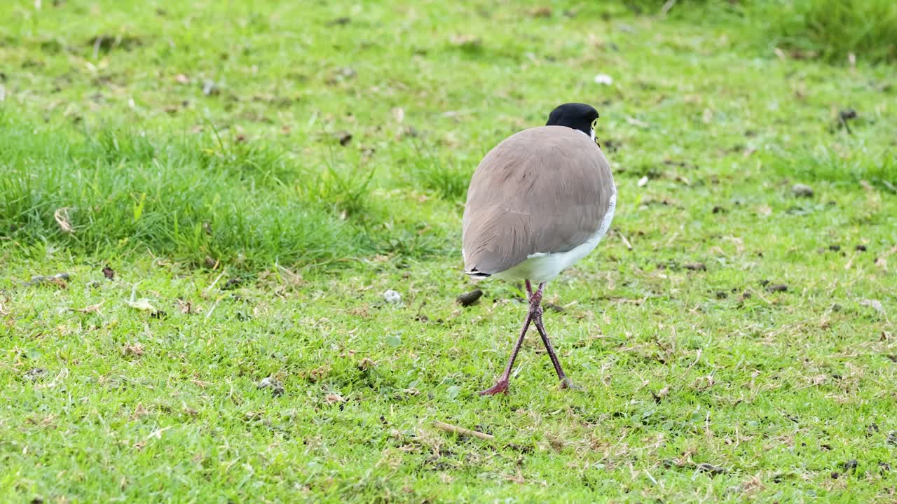 잔디 에서 벌레 를 찾고 잡는 새