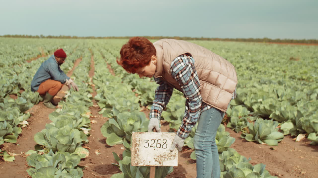agricultora poniendo una etiqueta de planta en la fila de repollo en el campo