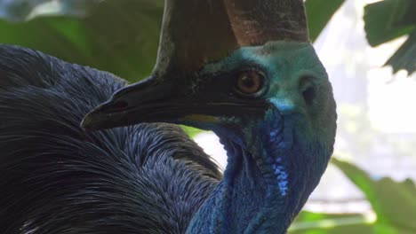 Southern-Cassowary,-Largest-Flightless-Bird---close-up