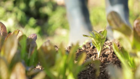 watering young lettuce plant against bokeh background