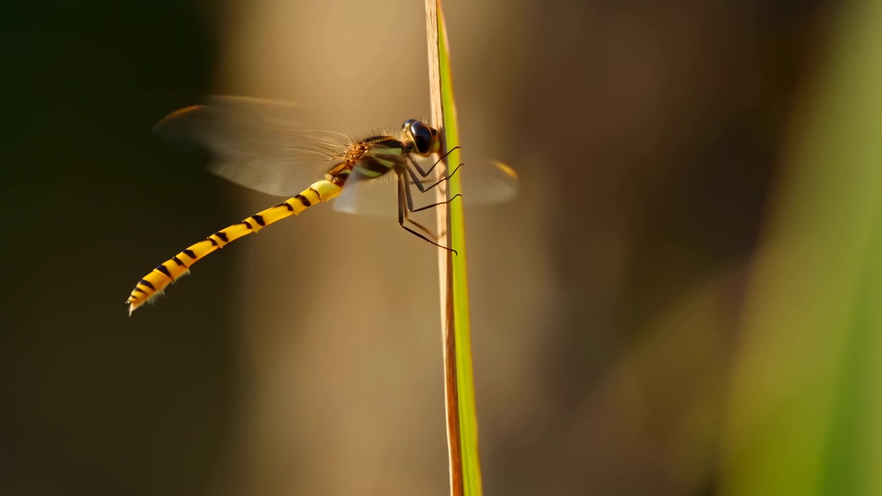 Una libellula si posa su una canna verticale con le ali traslucide spiegate contro uno sfondo naturale leggermente sfocato, creando una scena esterna calma sotto una calda luce solare.
