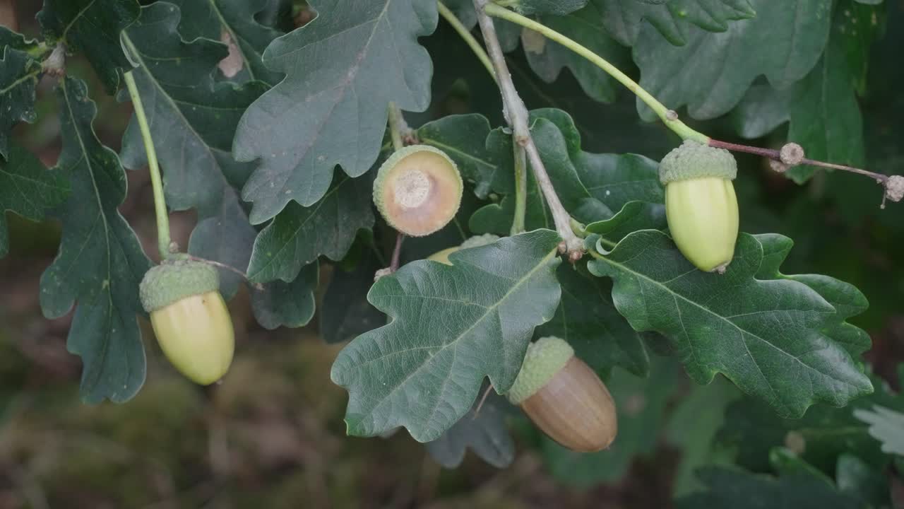 Acorns starting to fall from trees in October