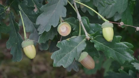 Im-Oktober-Beginnen-Eicheln-Von-Den-Bäumen-Zu-Fallen