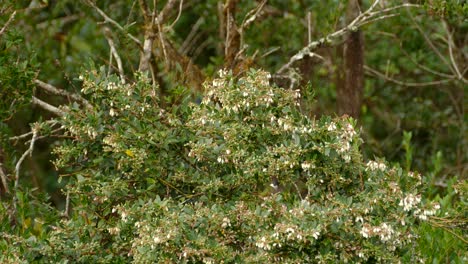 Zwei-Vögel-Fressen-In-Einem-Baum,-Ein-Kolibri-Und-Die-Andere-Unbekannte-Art