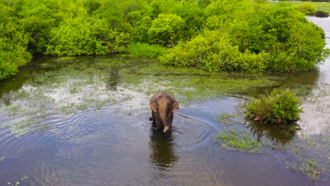 el elefante en el lago, sri lanka.