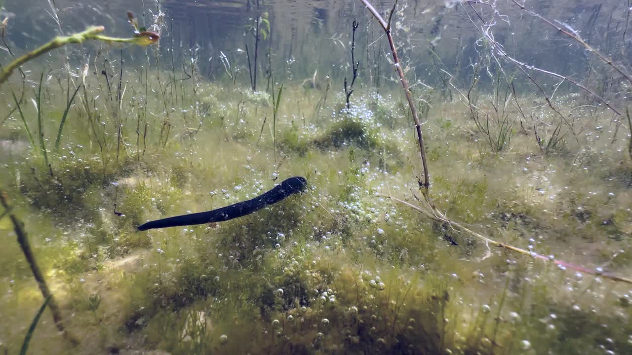 Horse leech (Haemopis sanguisuga) crawling at the bottom of a shallow pond, Estonia