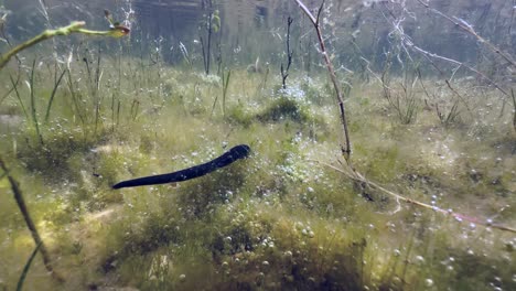 horse leech (haemopis sanguisuga) crawling at the bottom of a shallow pond, estonia