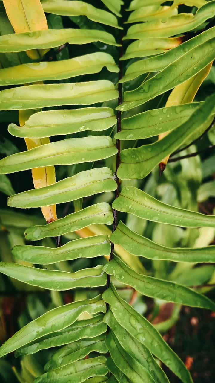 Close-up of a wet fern