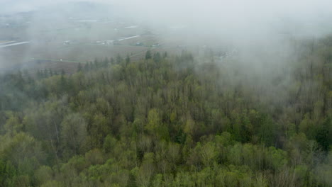 una espesa y densa niebla se cierne sobre el bosque de hoja perenne