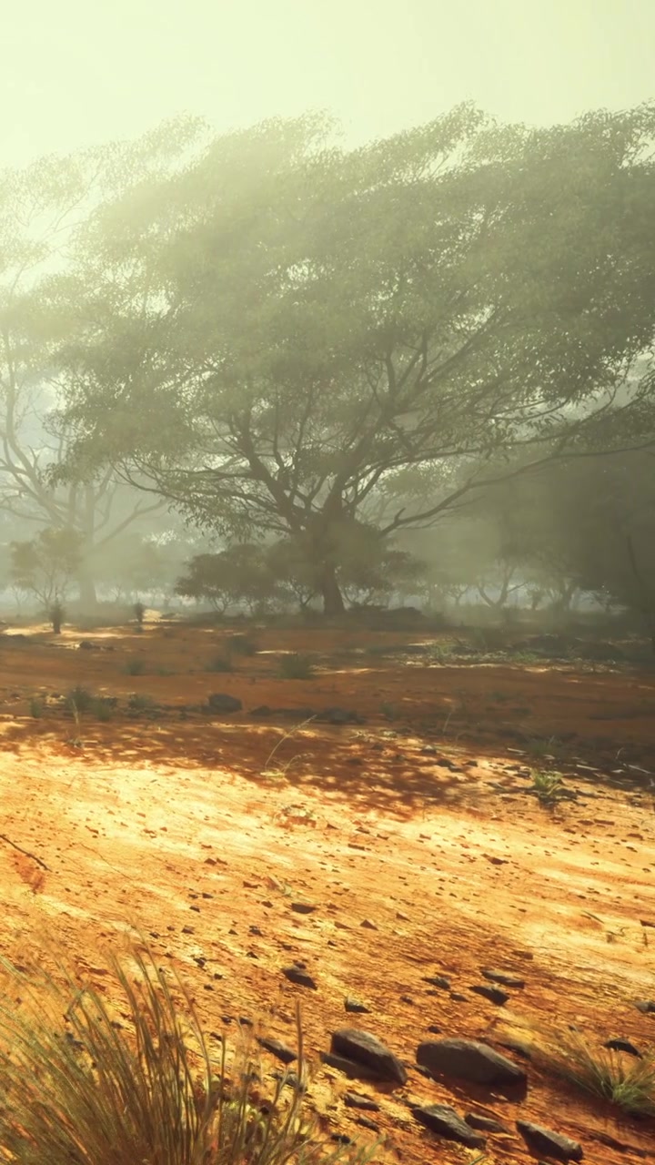 La luce del sole filtra attraverso gli alberi in un paesaggio nebbioso nelle prime ore del mattino.