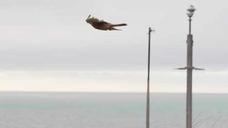 4k cinematic slow motion wildlife shot of a kestrel falcon flying in the sky, looking for a prey to catch.
