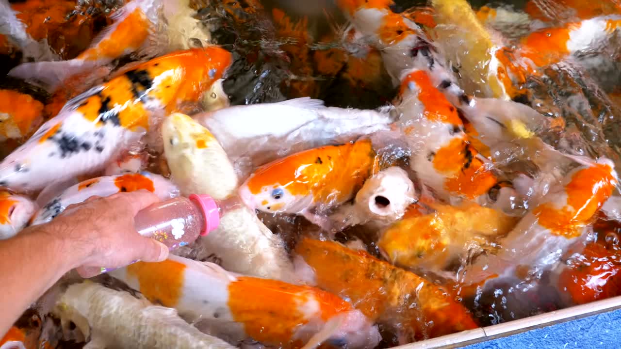 다채로운 일본 은 카프를 침대가 있는 병에서 먹이는 태국