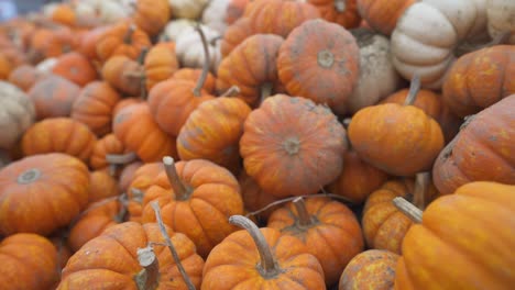 small orange and white pumpkins freshly picked at pumpkin patch