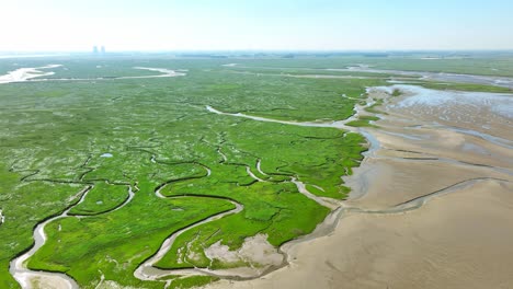 aerial shot of bright green wetlands with grass, bushes and small rivers leading into the sea