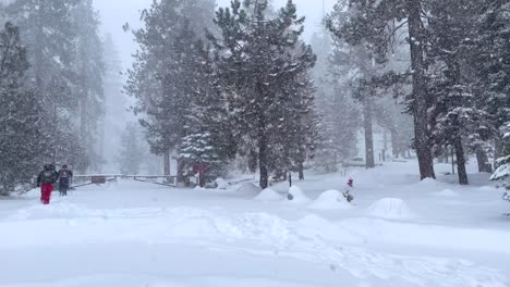 4k footage of a snowstorm in sequoia national park