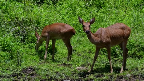 el ciervo del campo es una especie en peligro de extinción debido a la pérdida de hábitat y la caza