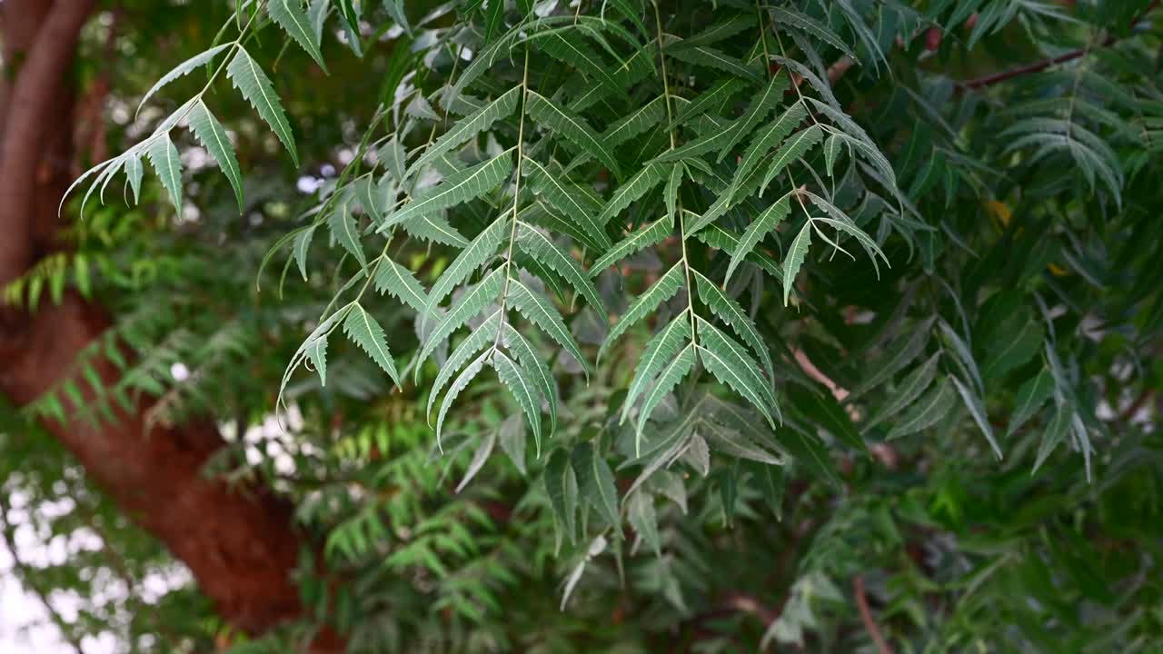 hojas de árbol de neem también conocidas como azadirachta indica, ramas de árbol de neem durante un día soleado, familia de caoba meliaceae, medicina natural