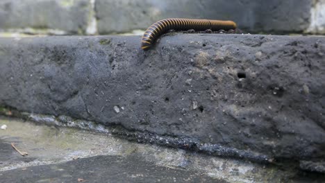 millipede on stone steps