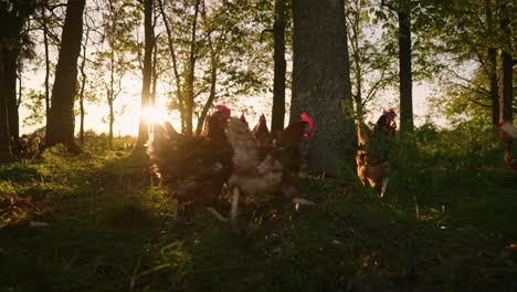 pollos vagando por el bosque en cámara lenta durante el amanecer de la hora dorada en una granja de huevos sostenible