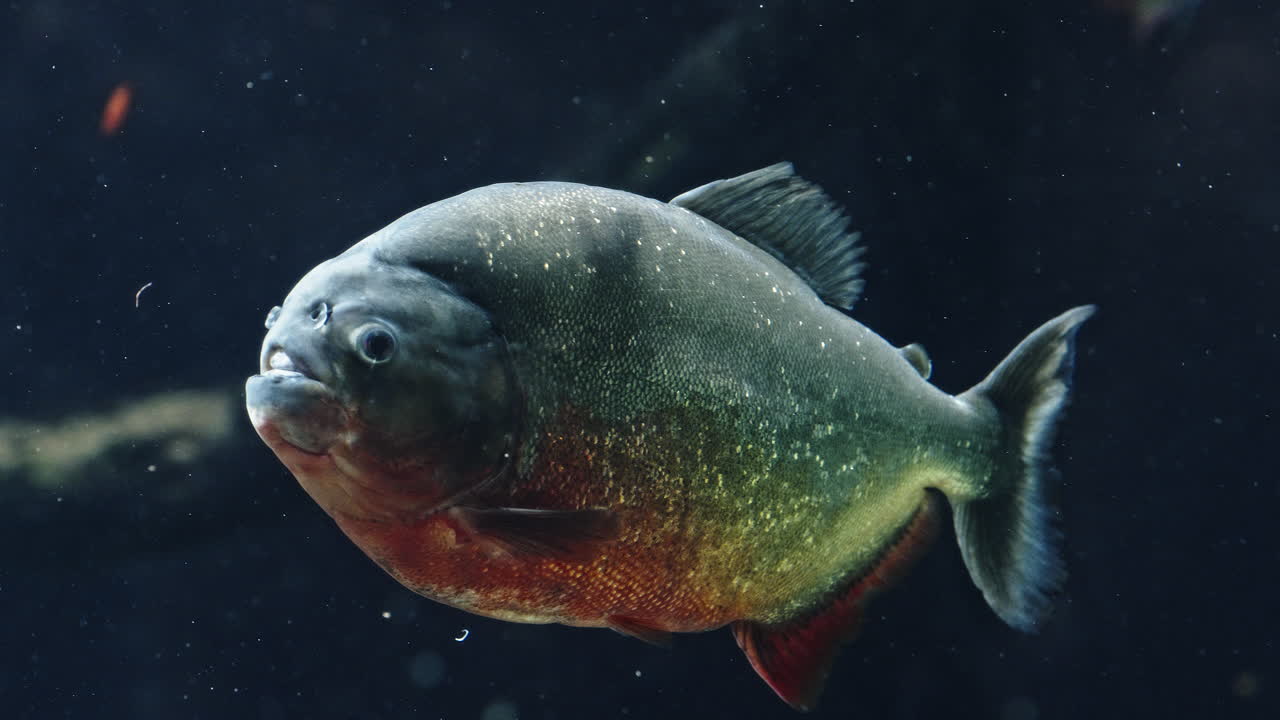 Large piranha swimming in aquarium, close-up with dark water and soft lighting