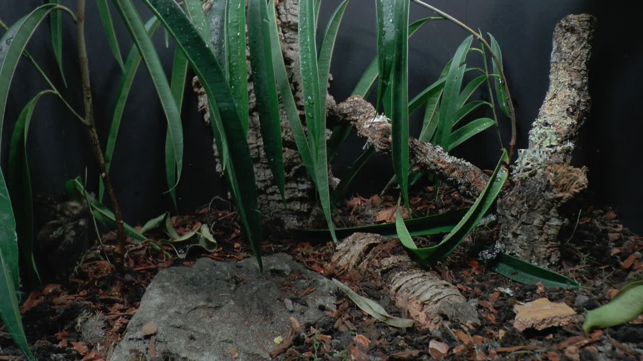 걷는 독거미의 전면 클로즈업 보기