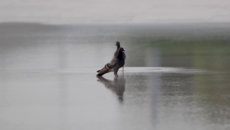 birds drinking water from a fresh water pound during summer