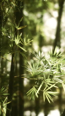 green bamboo forest in hawaii