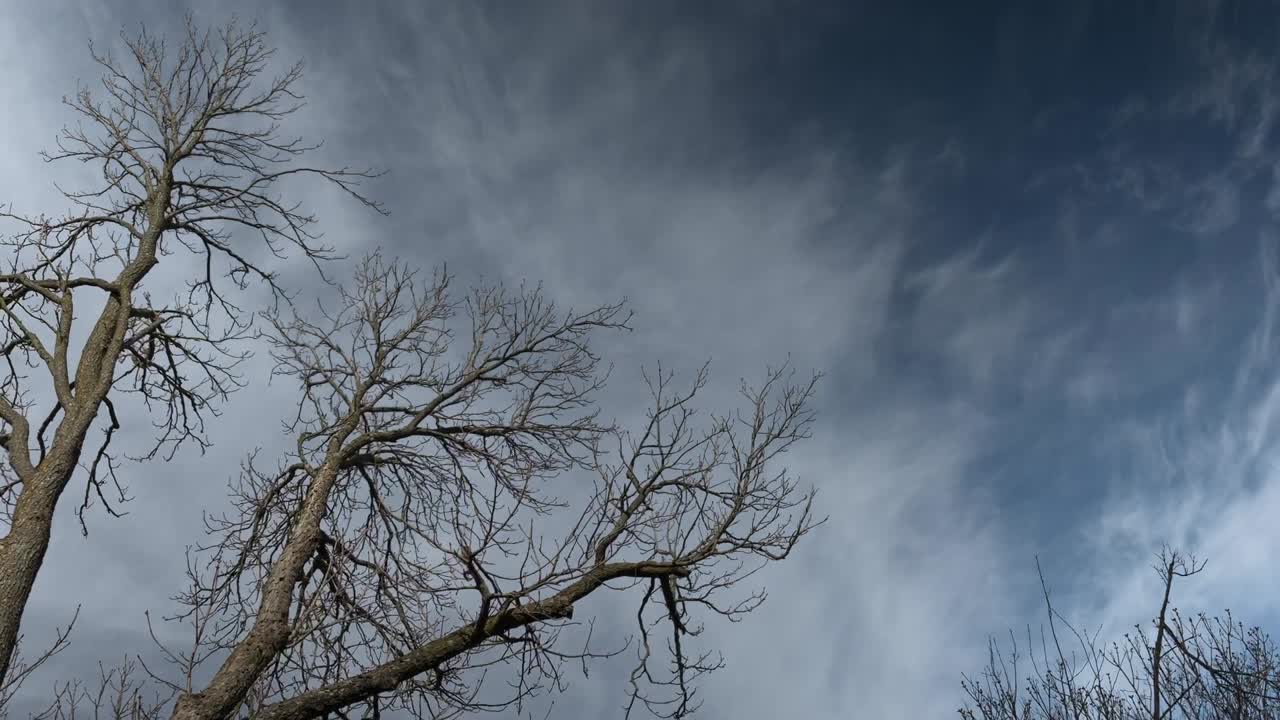 아름다운 자연 타임스, 구름이 오래된 나무 위로 이동