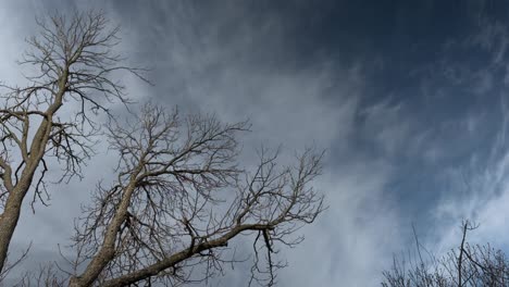 Wunderschöner-Natur-Zeitraffer,-Wolken-Ziehen-über-Einen-Alten-Baum