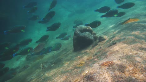 Una-Hermosa-Escena-En-Cámara-Lenta-Bajo-El-Agua-En-Un-Arrecife-De-Coral-En-La-Isla-Perhentian-En-Malasia-Con-Peces-Nadando-Más-Allá-De-La-Cámara