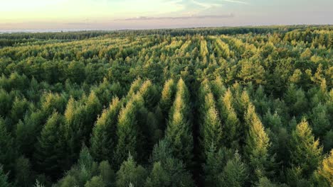 Flying-over-the-forest-in-German-autumn