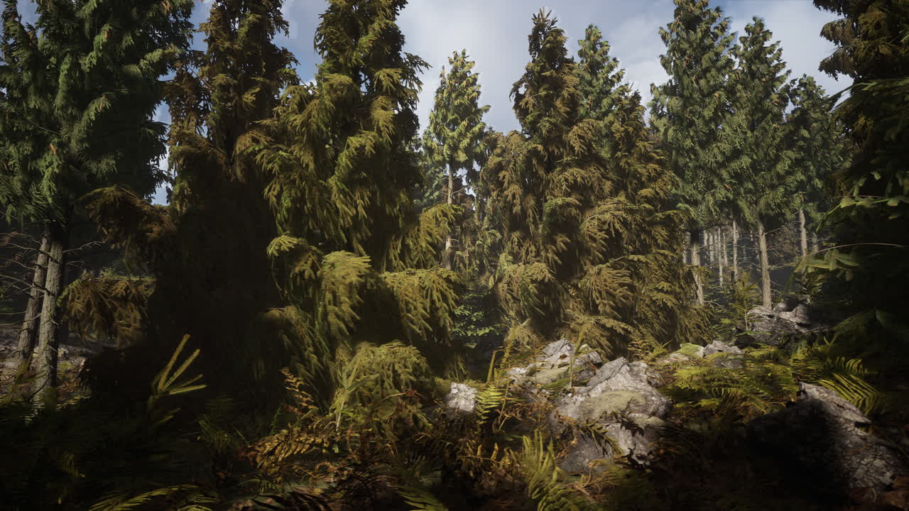 안개 날 에 코너 숲