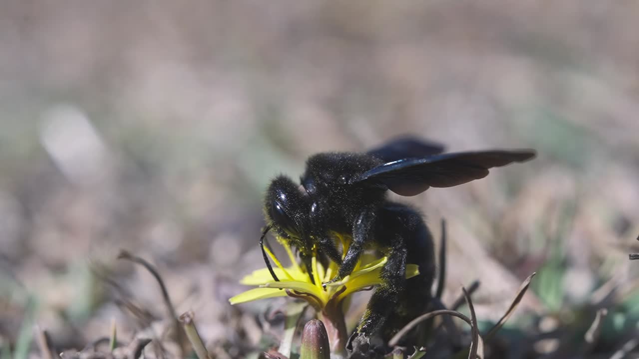abeja carpintera violeta chupando néctar de flor amarilla, detalle de primer plano extremo
