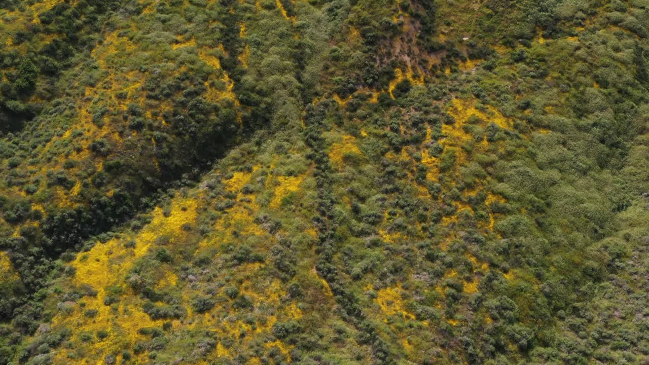 tiro de dron de una hermosa montaña cubierta de flores silvestres amarillas durante la superfloración de california